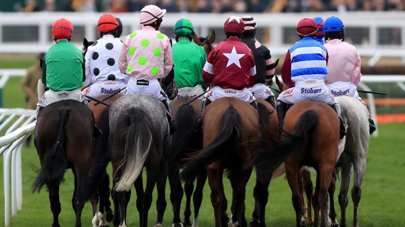 Horses at Cheltenham Racecourse